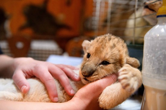 Des animaux adorables dans les zoos à travers le monde (5)