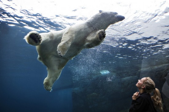 Photo prise dans un zoo à Copenhague, au Danemark. Un ours polaire s'amuse.