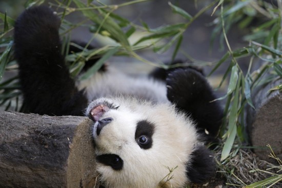 Photo prise dans un zoo aux États-Unis. Un panda géant âgé de 5 ans rencontre le public.