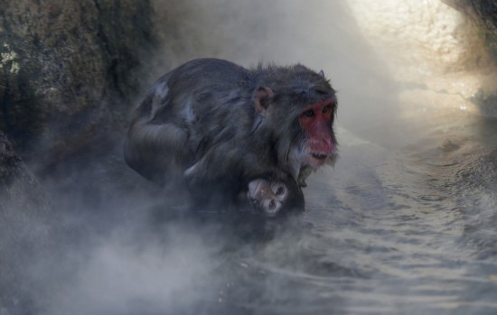 Photo prise dans un zoo à Séoul, en Corée du Sud. Des macaques dans les eaux thermales
