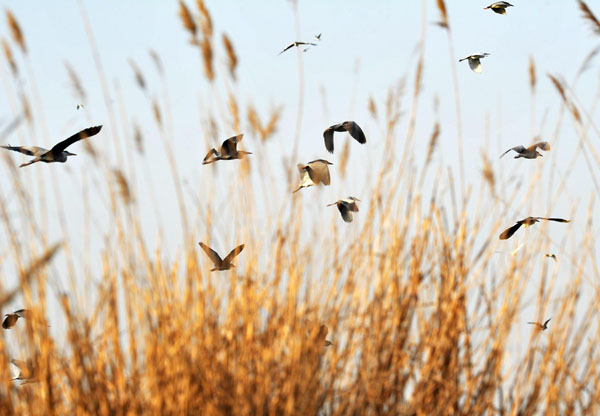 Un groupe d'oiseaux migrateurs survolent une roselière de la zone humide de Shanhu, dans la région autonome Hui du Ningxia, dans le Nord-Ouest de la Chine, le 26 mars 2013. Le temps chaud a attiré les oiseaux vers les zones humides de Shanhu depuis le début de mars. [Photo / Xinhua]