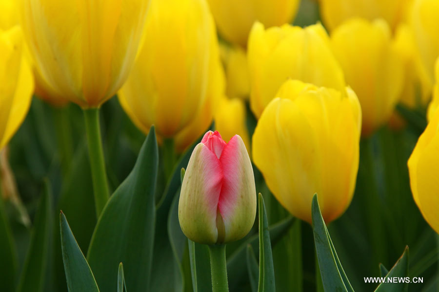 EN IMAGES: Des tulipes s'épanouissent à Hefei (5)