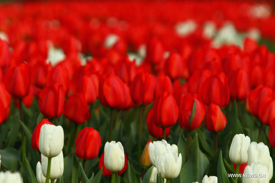 EN IMAGES: Des tulipes s'épanouissent à Hefei