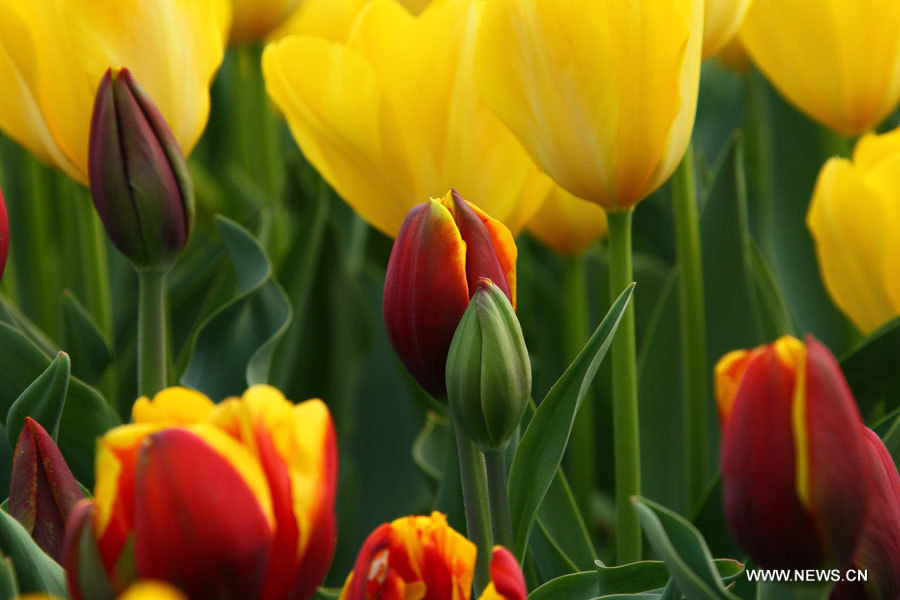 EN IMAGES: Des tulipes s'épanouissent à Hefei (6)