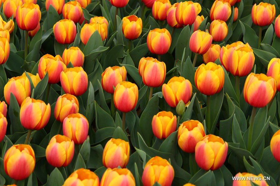 EN IMAGES: Des tulipes s'épanouissent à Hefei (3)