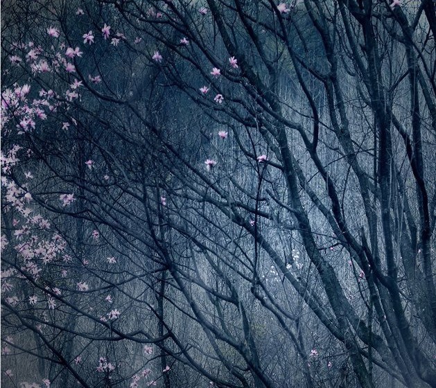 « Magnolias en fleur ». Photo Liu Yanlin