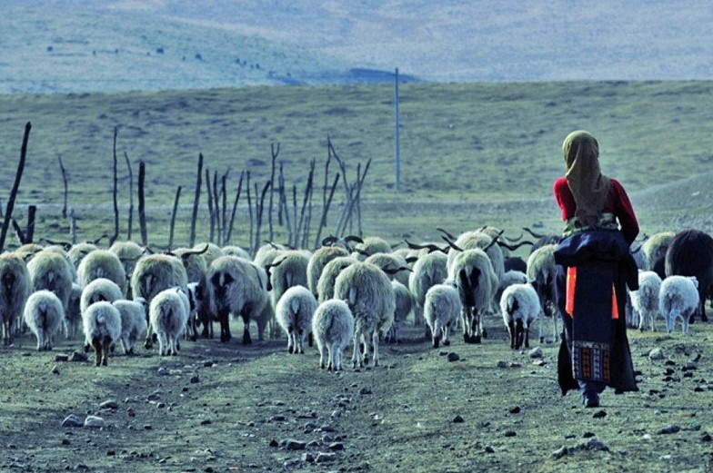 « La bergère et son troupeau ». Photo Huang Zheng 