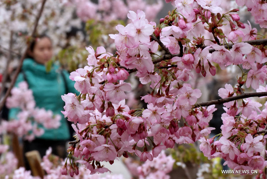 Photo prise le 31 mars 2013 montrant des fleurs de cerisiers au parc Yuyuantan à Beijing, capitale de la Chine.