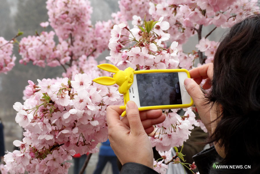 Une touriste prend une photo de fleurs de cerisiers au parc Yuyuantan à Beijing, capitale de la Chine, le 31 mars 2013.
