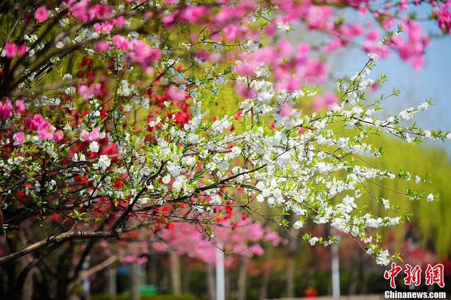 Photo prise le 2 avril montrant de beaux paysages du printemps à Yangzhou, dans la province du Jiangsu (est de la Chine)