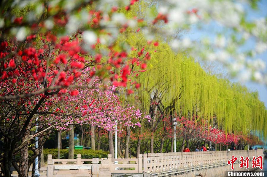 Photo prise le 2 avril montrant de beaux paysages du printemps à Yangzhou, dans la province du Jiangsu (est de la Chine)