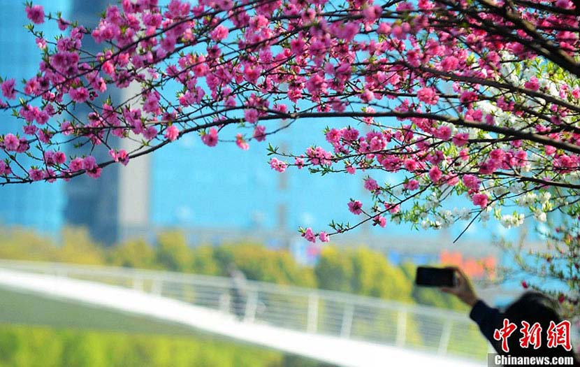 Photo prise le 2 avril montrant de beaux paysages du printemps à Yangzhou, dans la province du Jiangsu (est de la Chine)