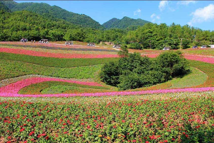 Les sept sites touristiques de fleurs de colza les plus célèbres en Chine (7)