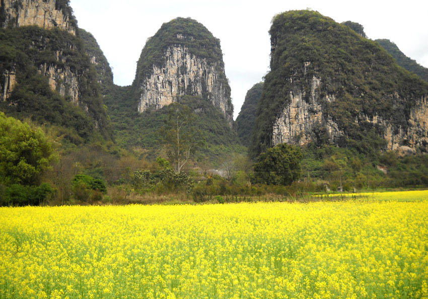 Les sept sites touristiques de fleurs de colza les plus célèbres en Chine (6)