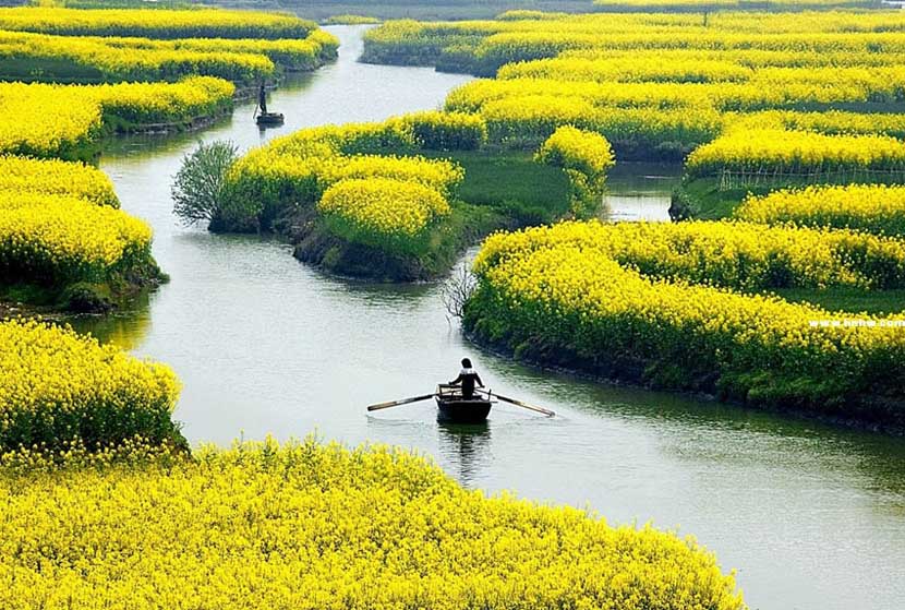 Les sept sites touristiques de fleurs de colza les plus célèbres en Chine (4)