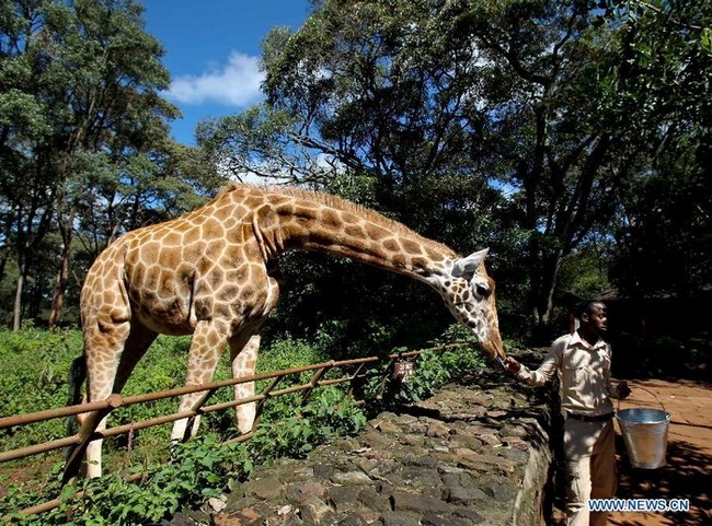 Photos : Centre de la girafe au Kenya