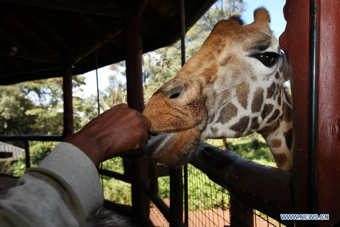 Photos : Centre de la girafe au Kenya (2)