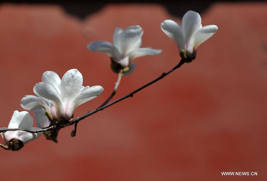 EN IMAGES: beaux paysages du printemps à Beijing (3)