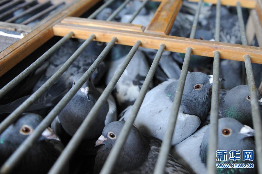 Chine: 60 000 pigeons voyageurs seront vaccinés (2)