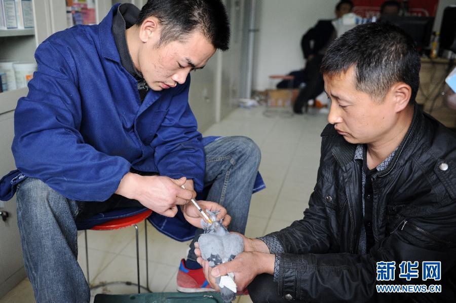Chine: 60 000 pigeons voyageurs seront vaccinés
