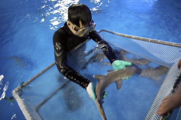 Un expert aide le plus jeune d'une portée de requins à pointes blanches de récif, à nager dans un musée de la marine et des sciences de la ville de Yantai, de la province chinoise du Shandong, le 9 avril 2013. [Photo/Xinhua]