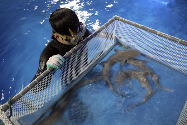 Un expert devant une portée de requins nouveau-nés dans un musée de la marine et des sciences de la ville de Yantai, de la province chinoise du Shandong, le 9 avril 2013. 