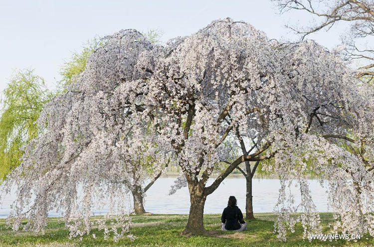Photos: des fleurs de cerisiers en pleine floraison à Washington D.C. (5)
