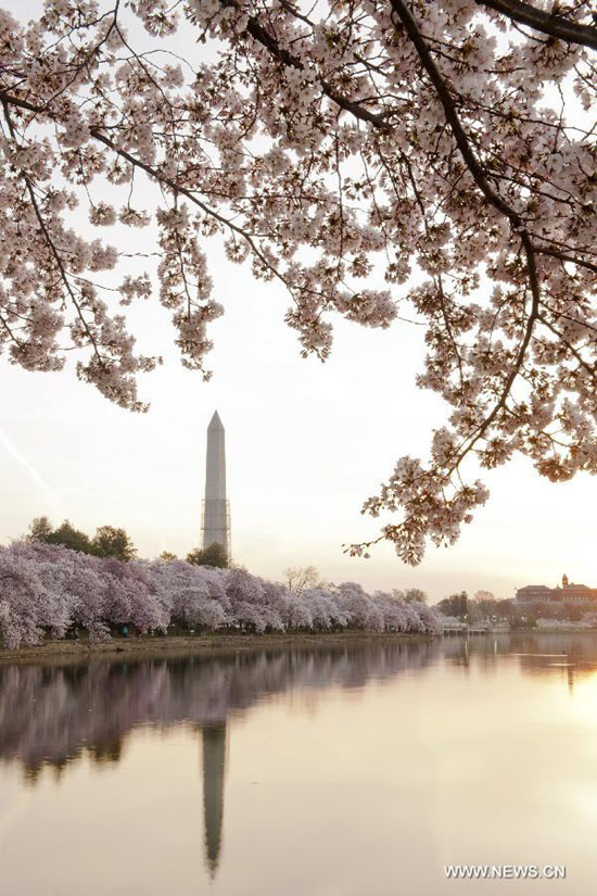Photos: des fleurs de cerisiers en pleine floraison à Washington D.C. (3)