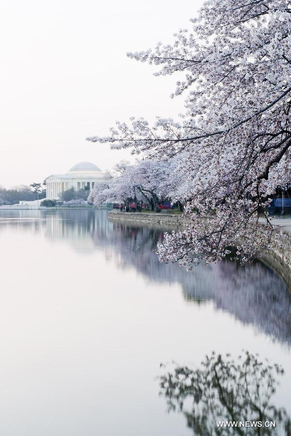 Photos: des fleurs de cerisiers en pleine floraison à Washington D.C. (2)
