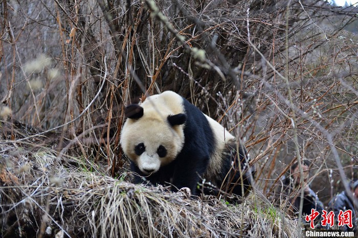 Sichuan : découverte de pandas géants sauvages