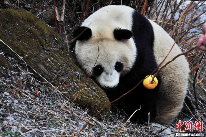 Sichuan : découverte de pandas géants sauvages (4)