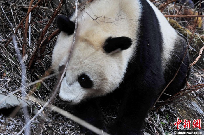 Sichuan : découverte de pandas géants sauvages (8)