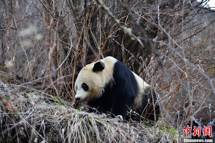 Sichuan : découverte de pandas géants sauvages (3)
