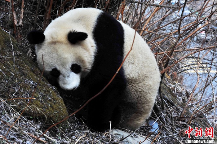Sichuan : découverte de pandas géants sauvages (5)