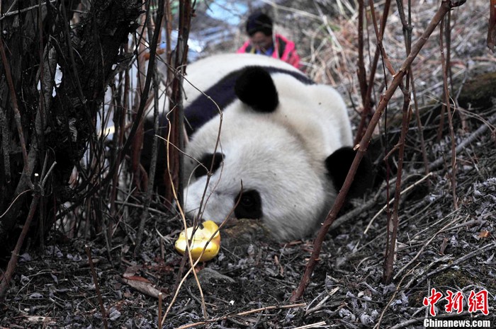 Sichuan : découverte de pandas géants sauvages (7)