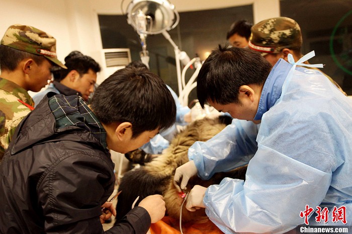 Sichuan : découverte de pandas géants sauvages (11)
