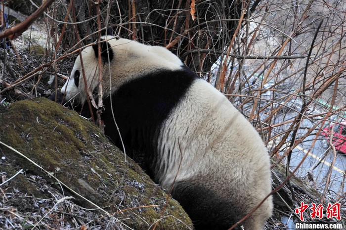 Sichuan : découverte de pandas géants sauvages (9)