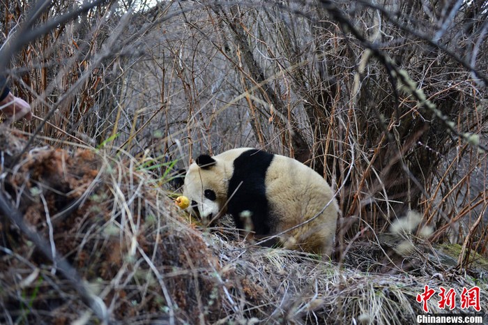 Sichuan : découverte de pandas géants sauvages (6)