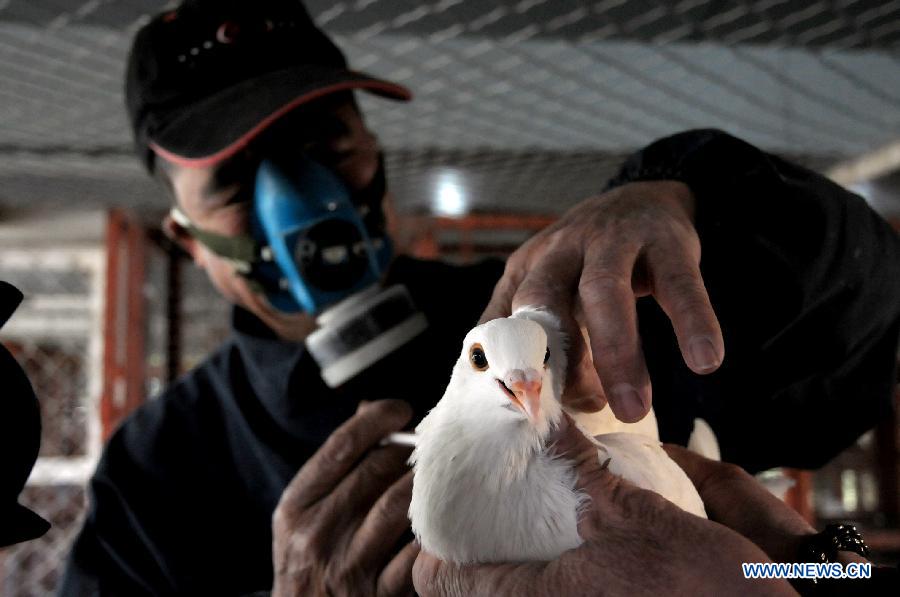 Un travailleur médical fait vacciner un pigeon pour lutter contre le virus de grippe aviaire de H7N9, le 8 avril à Liuzhou dans la province du Guangxi (sud-ouest).