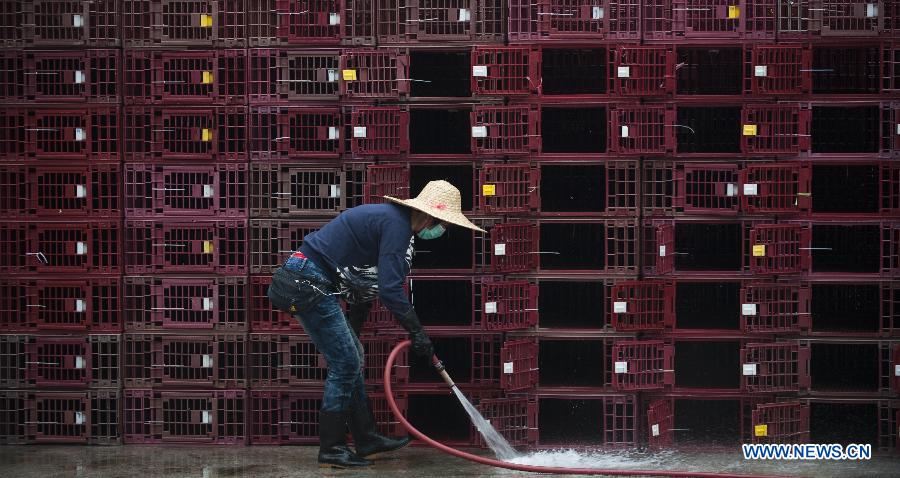 Un travailleur en train de nettoyer les poulaillers, le 8 avril 2013. Le département de la Santé de Hong Kong a indiqué le 5 avril qu'il allait renforcer ses contrôles de température des arrivants à la frontière avec la partie continentale, ainsi qu'aux terminaux des ferries et de l'aéroport. De même, les contrôles vont être renforcés au sein des élevages de volailles. 