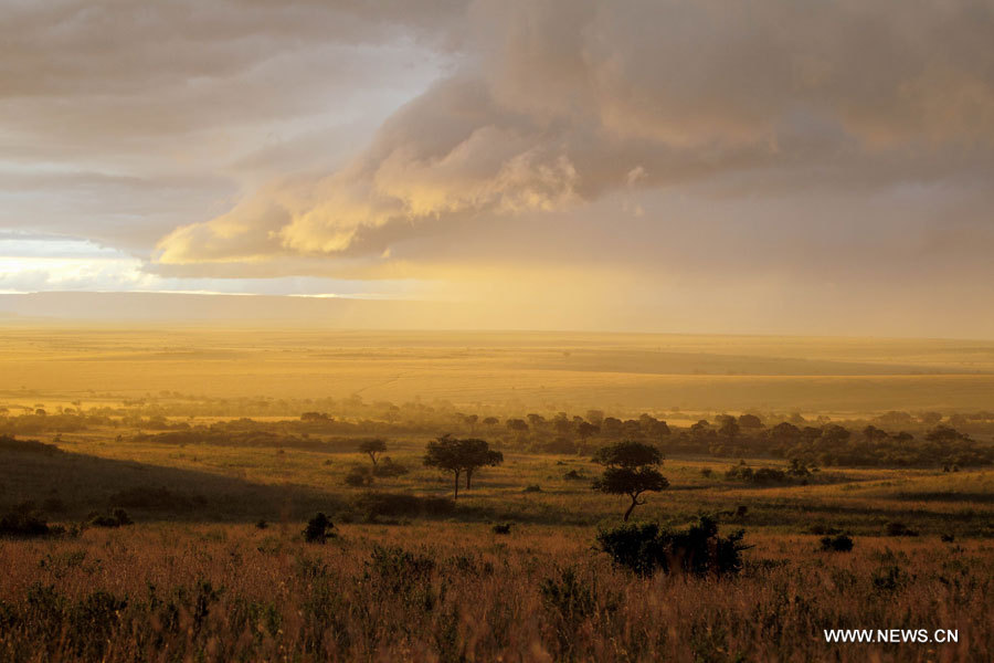 La beauté de la Réserve nationale du Masai Mara au Kenya (3)