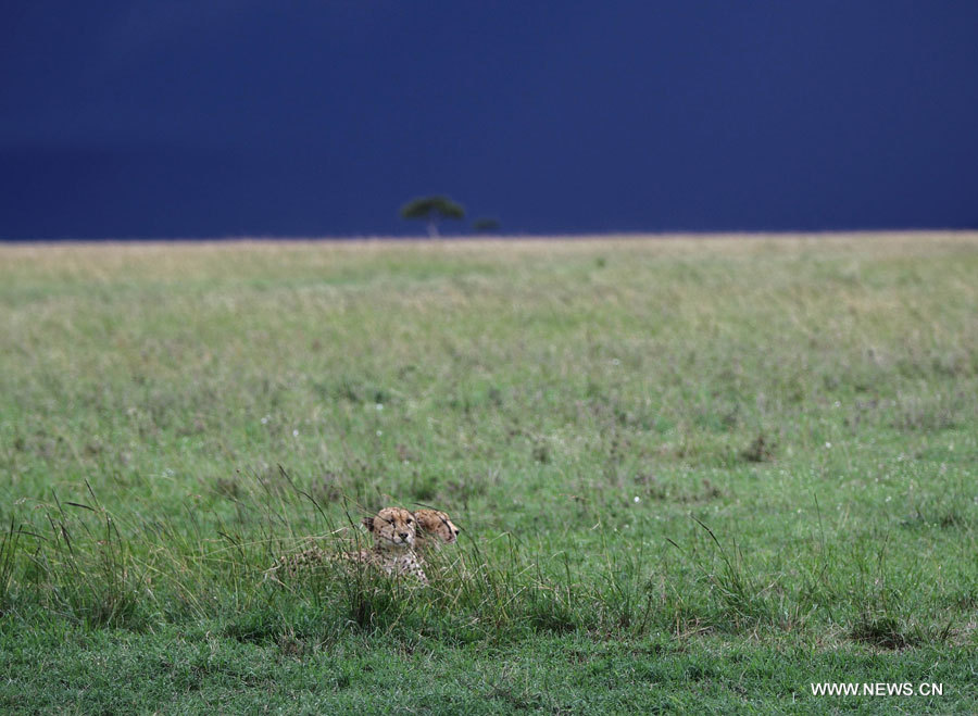 La beauté de la Réserve nationale du Masai Mara au Kenya (5)