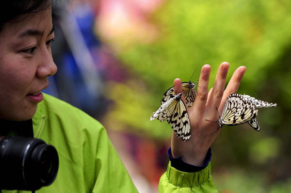 Lundi, une touriste observe attentivement les papillons du Jardin botanique de Beijing. [Photo/Asianewsphoto]
