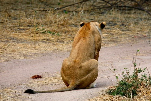 EN IMAGES: Des lions déchirent un zèbre (3)