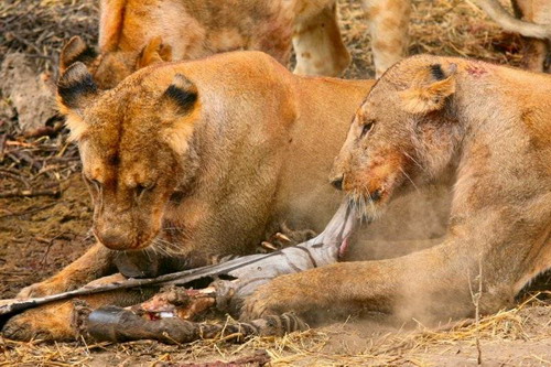 EN IMAGES: Des lions déchirent un zèbre (15)