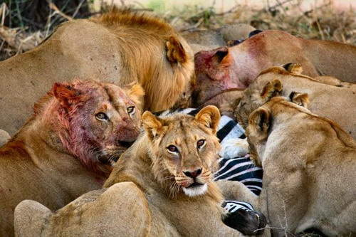EN IMAGES: Des lions déchirent un zèbre (18)