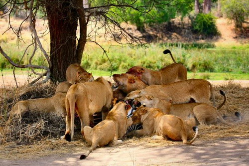 EN IMAGES: Des lions déchirent un zèbre (21)