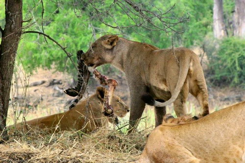 EN IMAGES: Des lions déchirent un zèbre (12)