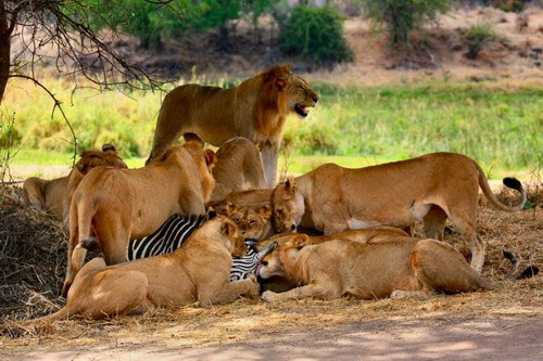 EN IMAGES: Des lions déchirent un zèbre (20)
