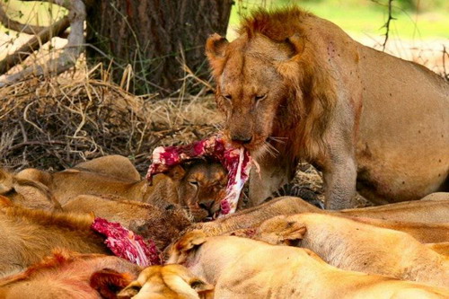 EN IMAGES: Des lions déchirent un zèbre (17)